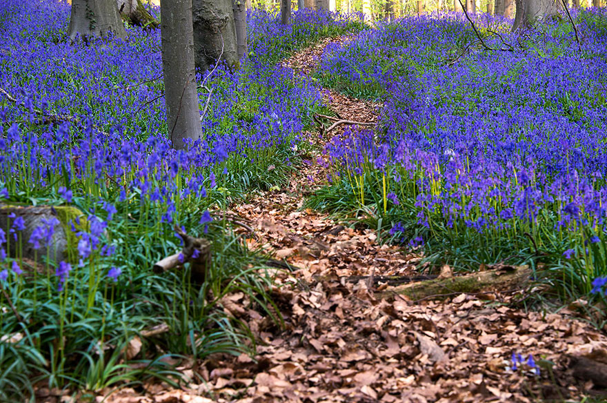 bluebells-blooming-hallerbos-forest-belgium-3