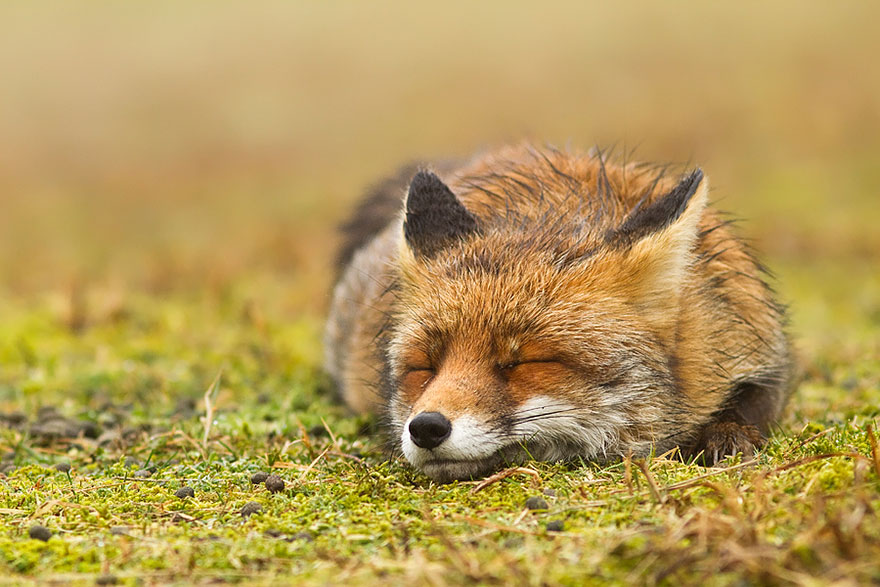 foxes-roeselien-raimond-13