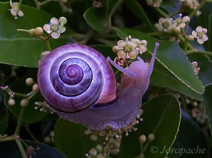 #1.Purple Snail