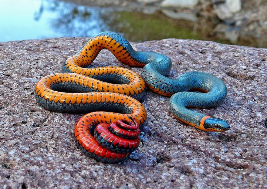 #9 The Regal Ring-neck Snake